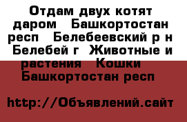 Отдам двух котят даром - Башкортостан респ., Белебеевский р-н, Белебей г. Животные и растения » Кошки   . Башкортостан респ.